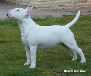 Rasels Bull Kiwi