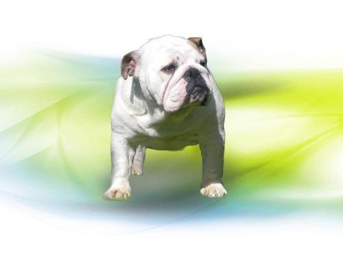 Antium Bull Dog Allevamento Roma