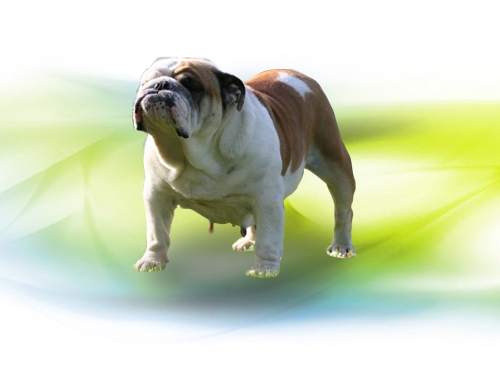 Antium Bull Dog Allevamento Roma