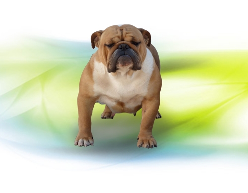 Antium Bull Dog Allevamento