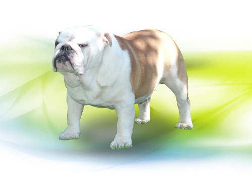 Antium Bull Dog Allevamento Cani