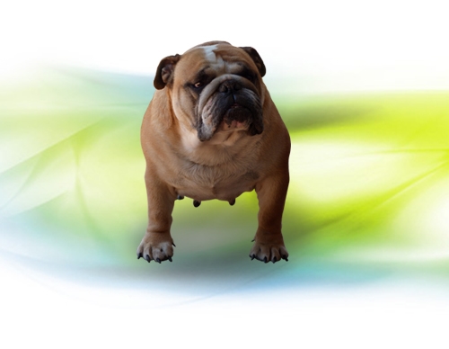 Antium Bull Dog Allevamento Roma