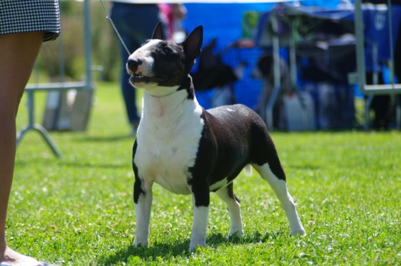 ZIVA